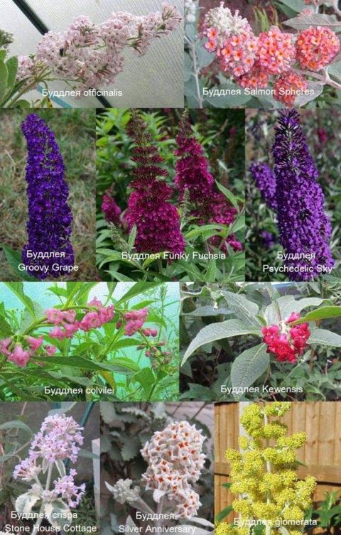 أصناف وأنواع Buddleya