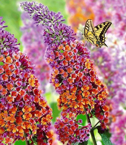 قوة زهرة Buddleya ديفيد