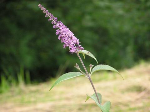 بدلية الأذن الضيقة (Buddleja stenostachya)