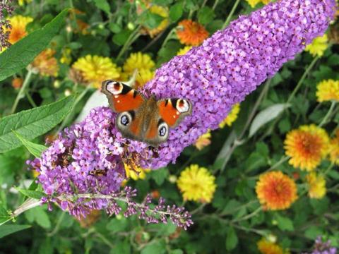 صور زراعة ورعاية Buddleya