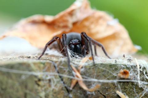 Amaurorobius ferox