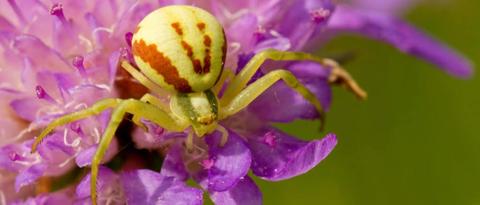 4. عنكبوت سرطان البحر الذهبي (Misumena vatia)