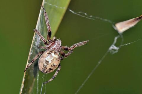 الحائك الجرم السمادي (Larinioides cornutus)