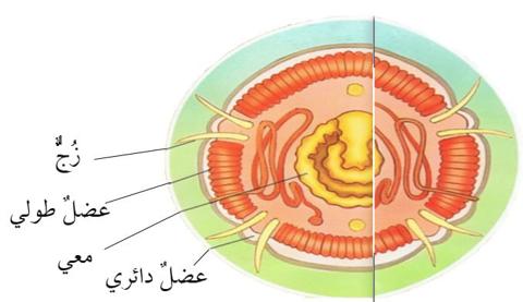 دودة الأرض