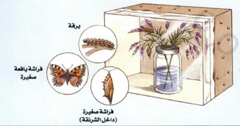 تحول اليرقة الى فراشة