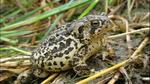 علجوم وايومنغ Wyoming Toad