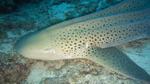 قرش الحمار الوحشي ( Zebra Shark)