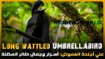 الطائر الذي يحمل مفتاح أسرار الكون