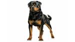 مراجعة كاملة لسلالة Rottweiler الأصلية (السعر ،