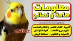 نصائح للعناية بالببغاء في المنزل