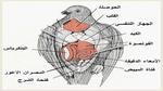 بحث عن الطيور