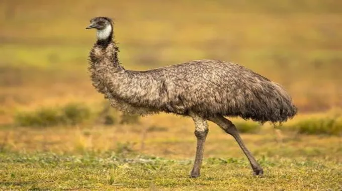 النعامة الاتحاد الاقتصادي والنقدي