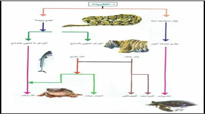 استكشاف عالم تصنيف الحيوانات