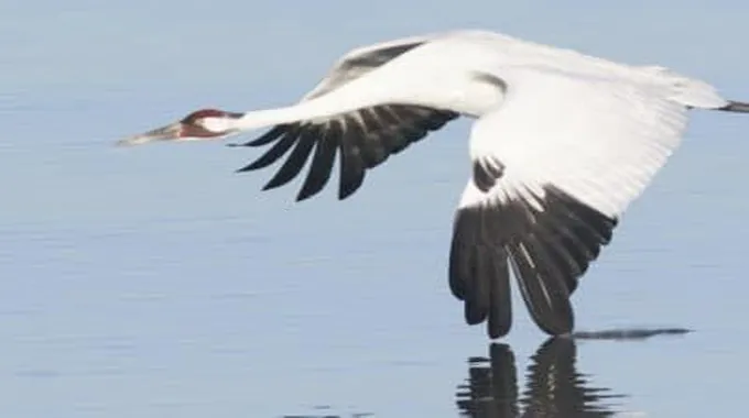 طير الديكي رافعة Whooping Crane