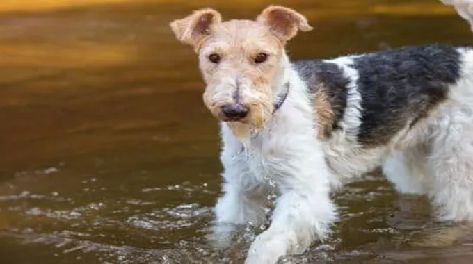 كلب فوكس تيرير (Wire Fox Terrier)