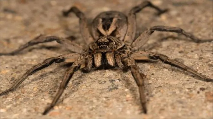 العنكبوت الذئب Wolf Spider