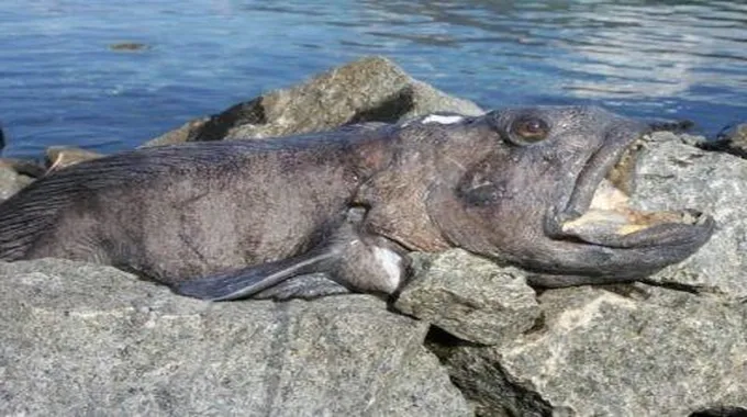 سمكة الذئب Wolffish