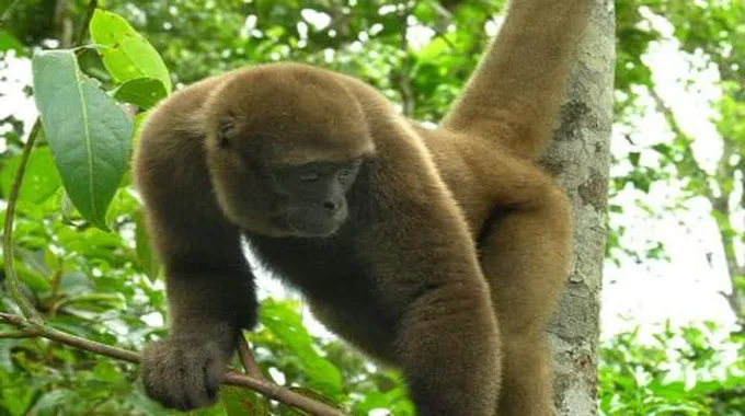 القرد الصوفي Woolly Monkey