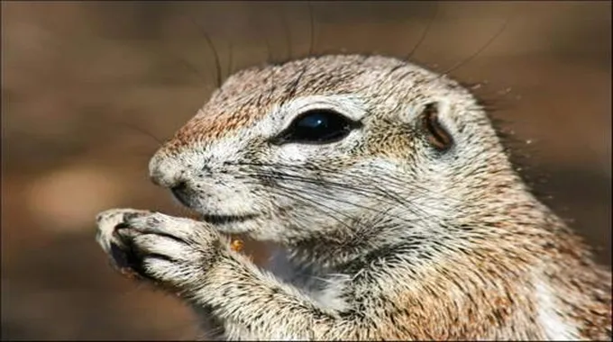 سنجاب الأرض الأفريقي