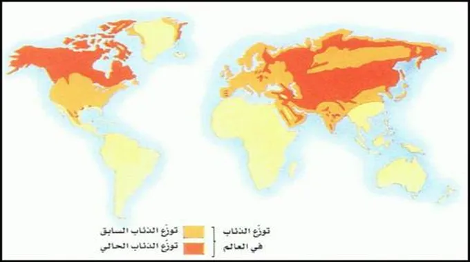 الكلاب البرية