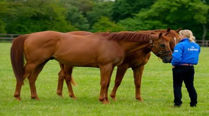 الخيل العربي