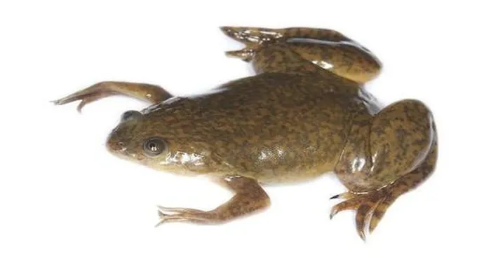 حقائق عن حيوان الضفدع الأفريقي المخالب Xenopus