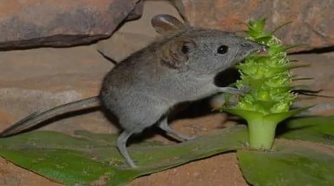 معلومات عن حيوان يرقة الفيل (Elephant Shrew) –