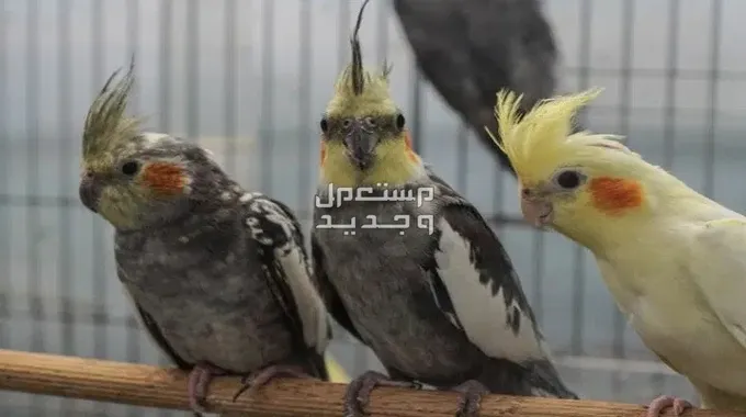 ماذا تأكل الطيور؟ دليل شامل