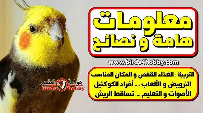 نصائح للعناية بالببغاء في المنزل